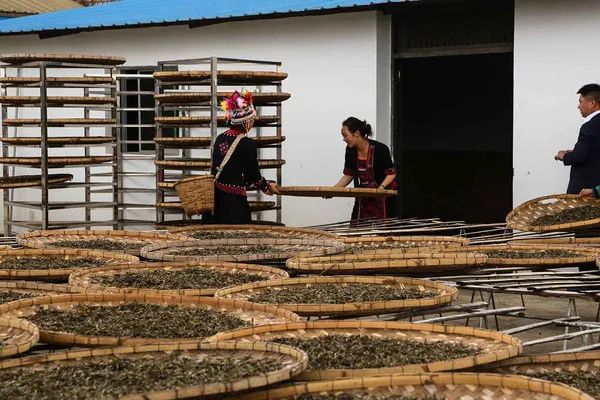 茶山行走攻略：解放鞋、速干衣、巧克力？上茶山到底该带哪些必备单品？