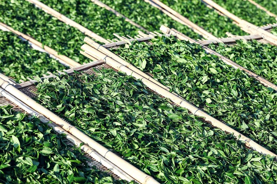 “香精茶”是什么？喝了以后有什么危害？