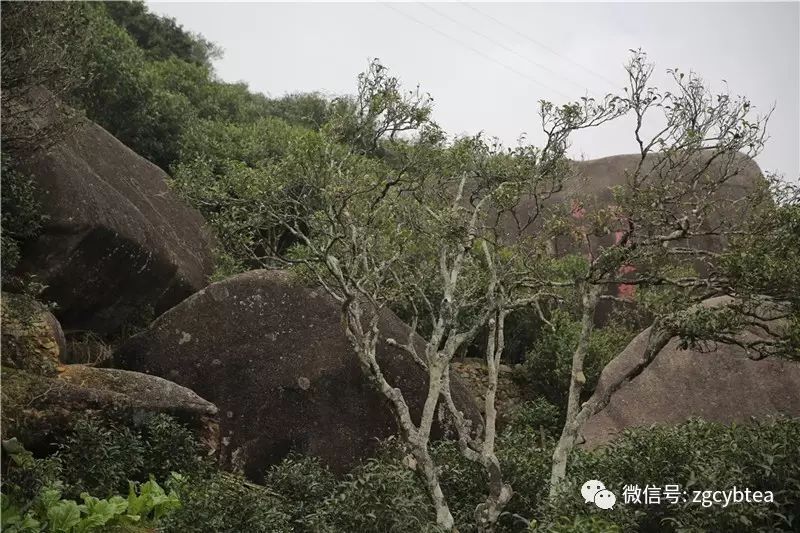 这9条凤凰单丛冷知识,连从小喝单丛长大的70%潮汕人都不知道！