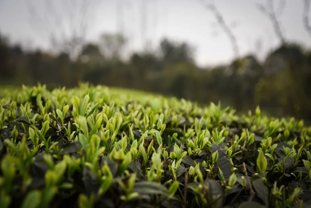 茶叶地域密码：究竟谁是川茶的光荣与梦想？（这是史上最早人工种植茶叶的地方）