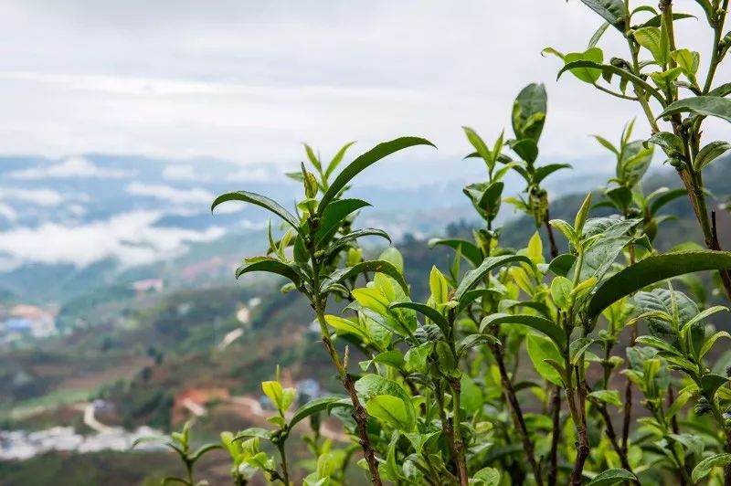 若我是假茶贩子,用哪里的茶来冒充老班章/冰岛/昔归,才能让你喝不透真假?