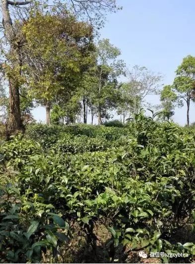 你现在到手的龙井春茶可能是假的！即时播报12大茶产区春茶产情