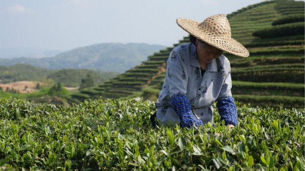 福建著名茶叶地方公共品牌IP打造哪家强？茶类区域IP管理必读！