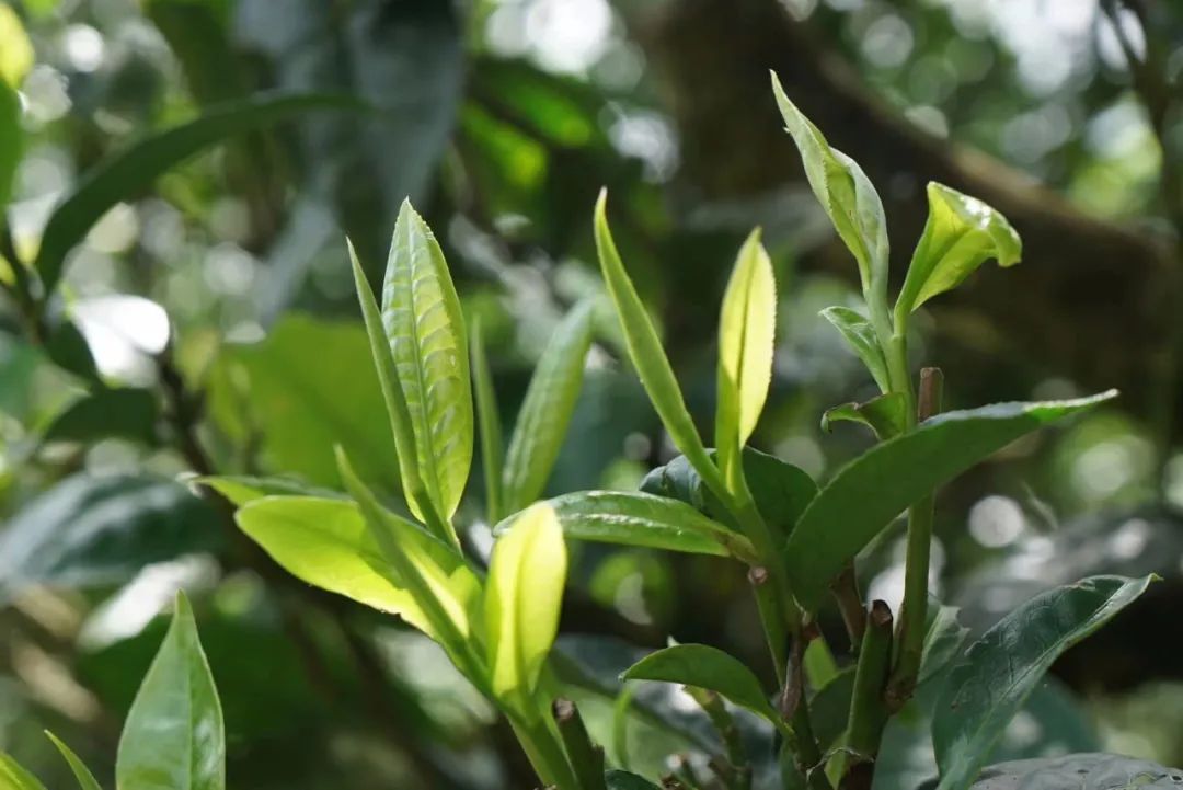 刮风寨茶农把我的茶王树掉包了，交易之地再无净土？