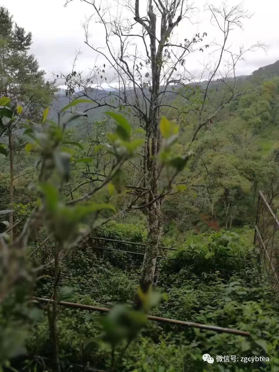 云南易武落水洞那棵活了八百多年的茶树王死了，谁是凶手？