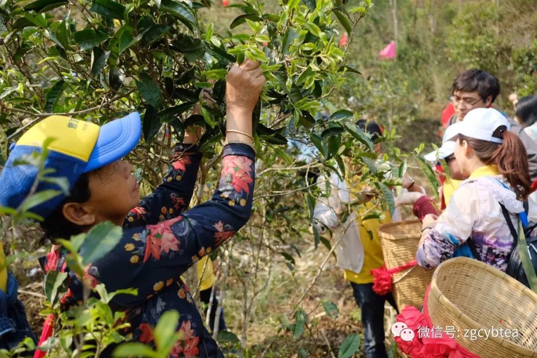 茶界香格里拉-传说中的曼松到底长什么样?图文揭秘长在森林中的古茶园