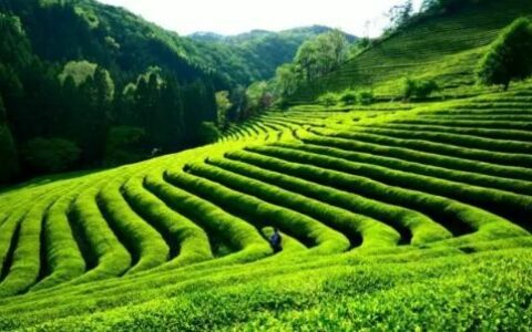 最美避暑茶园攻略：茶友们，我先去这些茶园避暑了