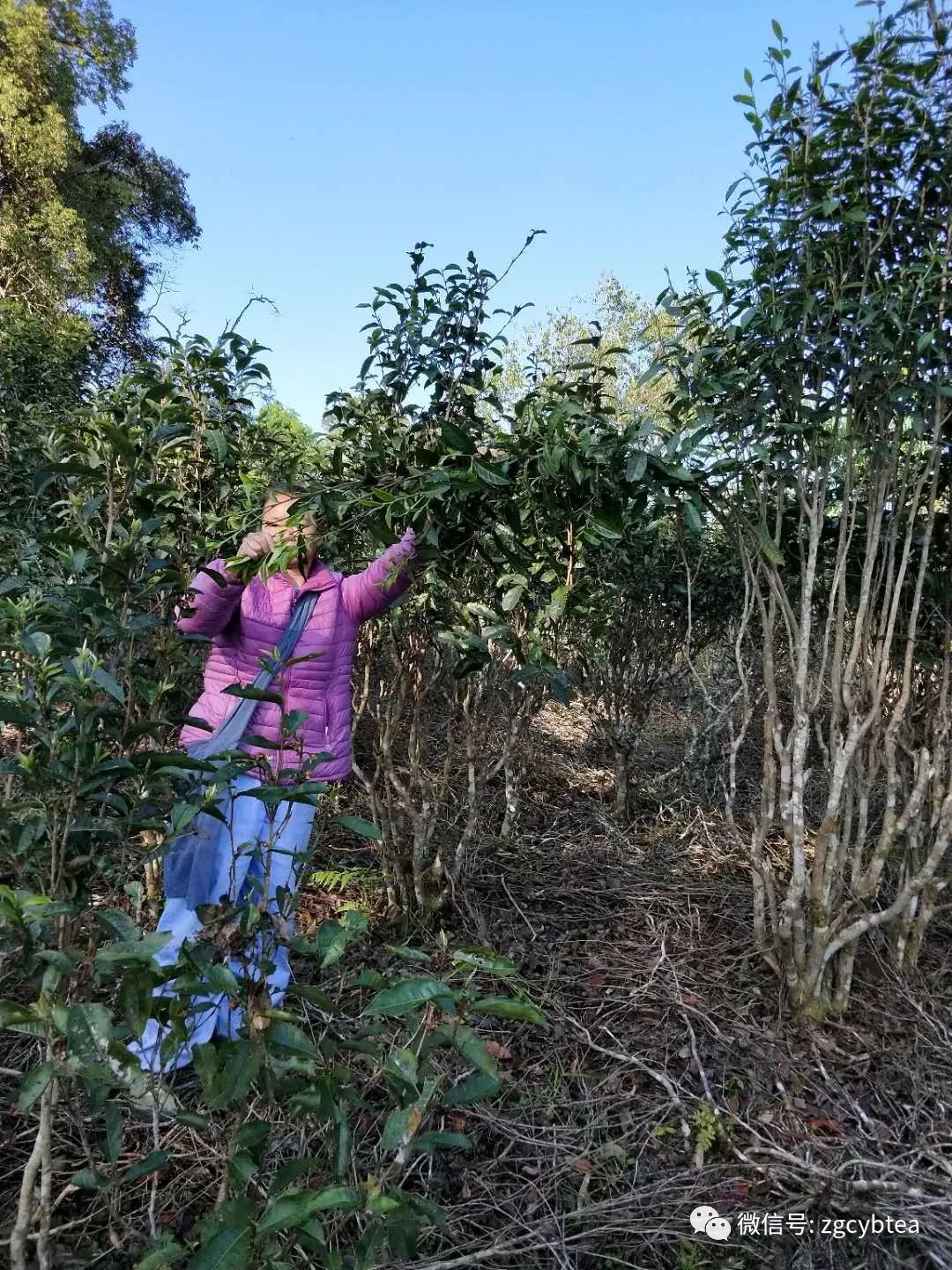 易武小树开采,老班章/昔归/冰岛未萌芽,居然就有了"权威"春茶价?