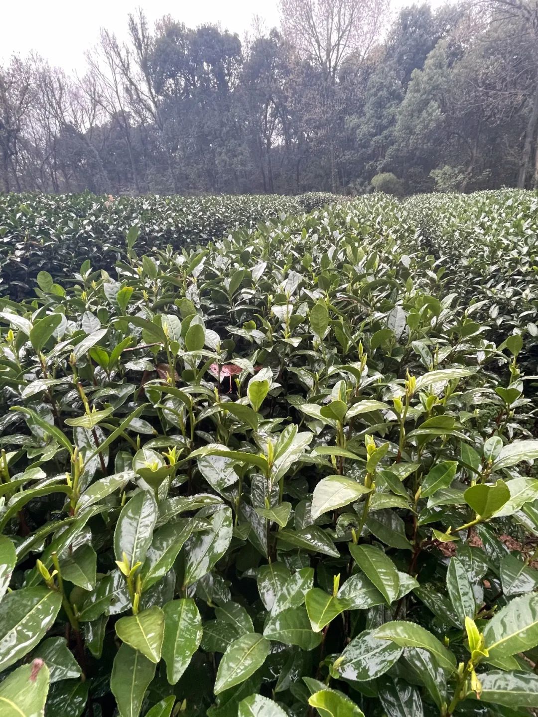 灵魂拷问：为什么西湖边的茶树还没开采，你朋友圈的西湖龙井就到货了？