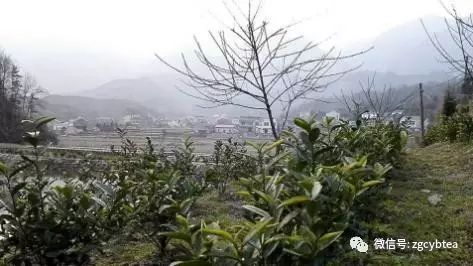 你现在到手的龙井春茶可能是假的！即时播报12大茶产区春茶产情