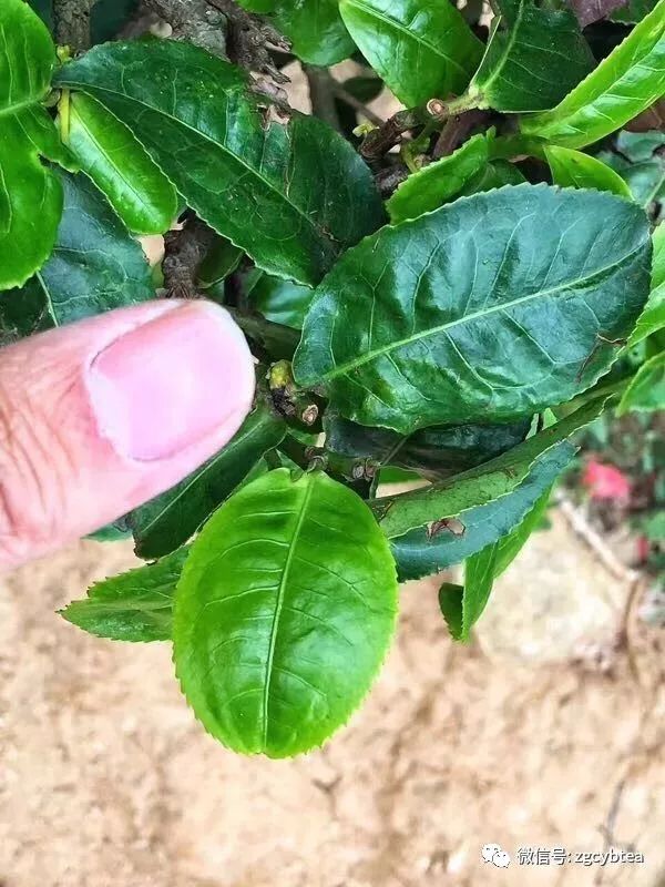 你喝过普洱新贵“猫耳朵”吗?这里有关于“猫耳朵”史上最全专业解读!