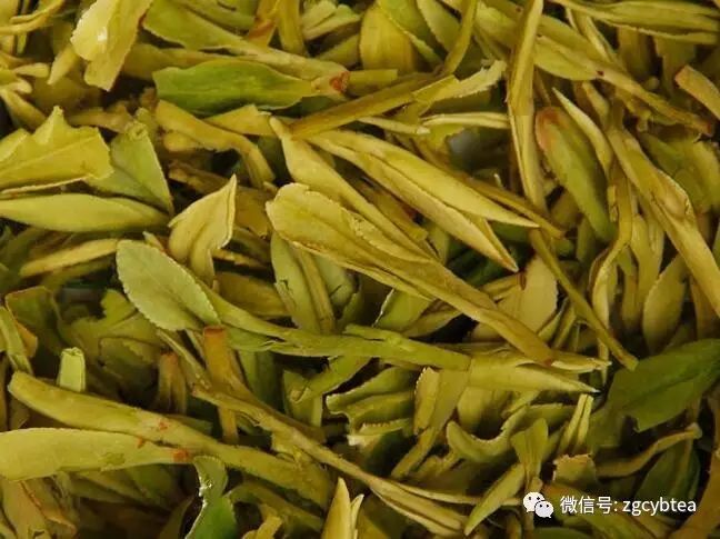超实用主流茗茶样本图:怕买到黑心假茶?请先对照这15款茶叶外形