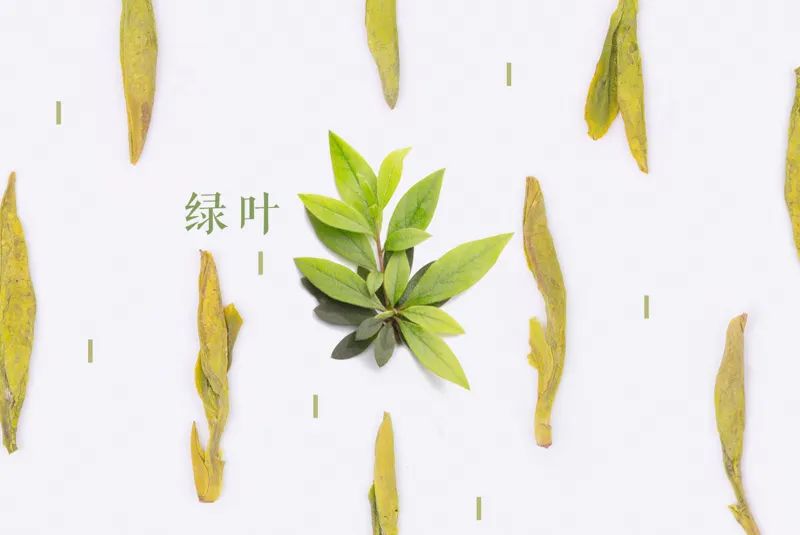 绿茶品饮正当时，该如何形容它丰富多层的香气？我们一层一层剥给你看