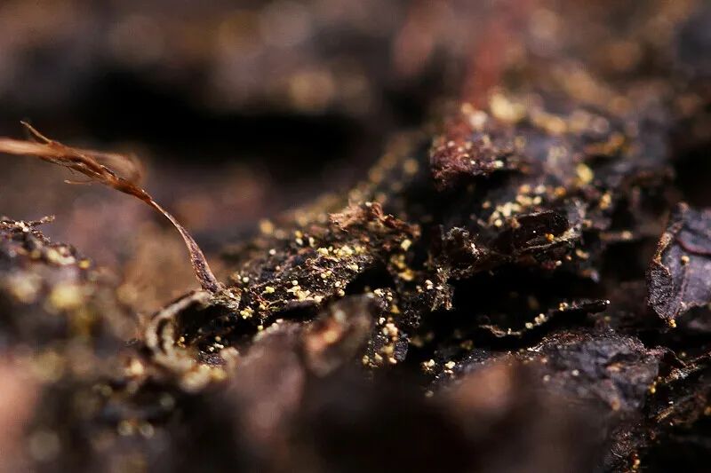 微观世界：茶叶上盛开的花