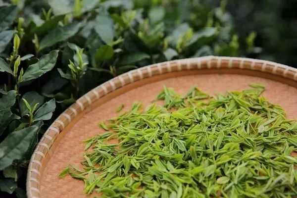 把茉莉跟茶凑一起就成了茉莉花茶?真正的花茶工艺可能是花半辈子都学不会的绝技!