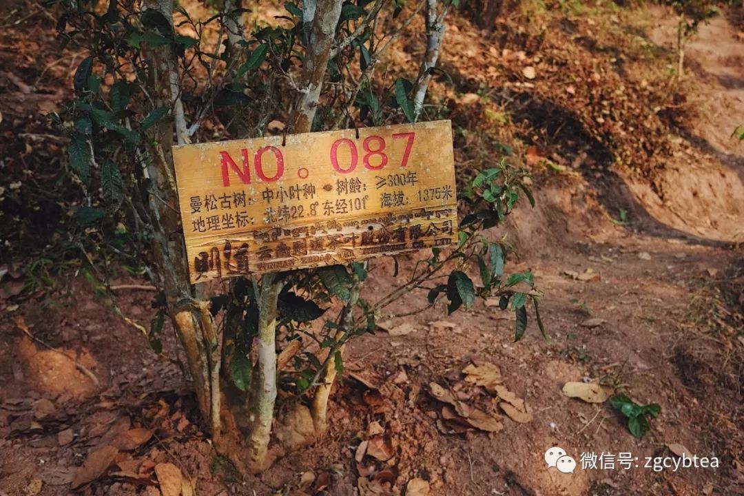 茶界香格里拉-传说中的曼松到底长什么样?图文揭秘长在森林中的古茶园