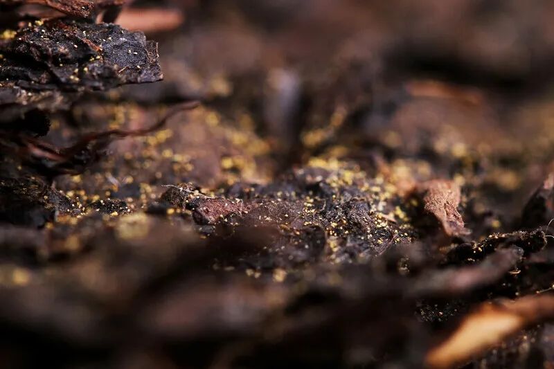微观世界：茶叶上盛开的花