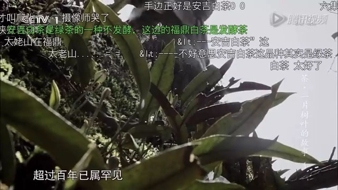 想让年轻人买茶？你得先透过茶叶纪录片上的“弹幕”了解他们！