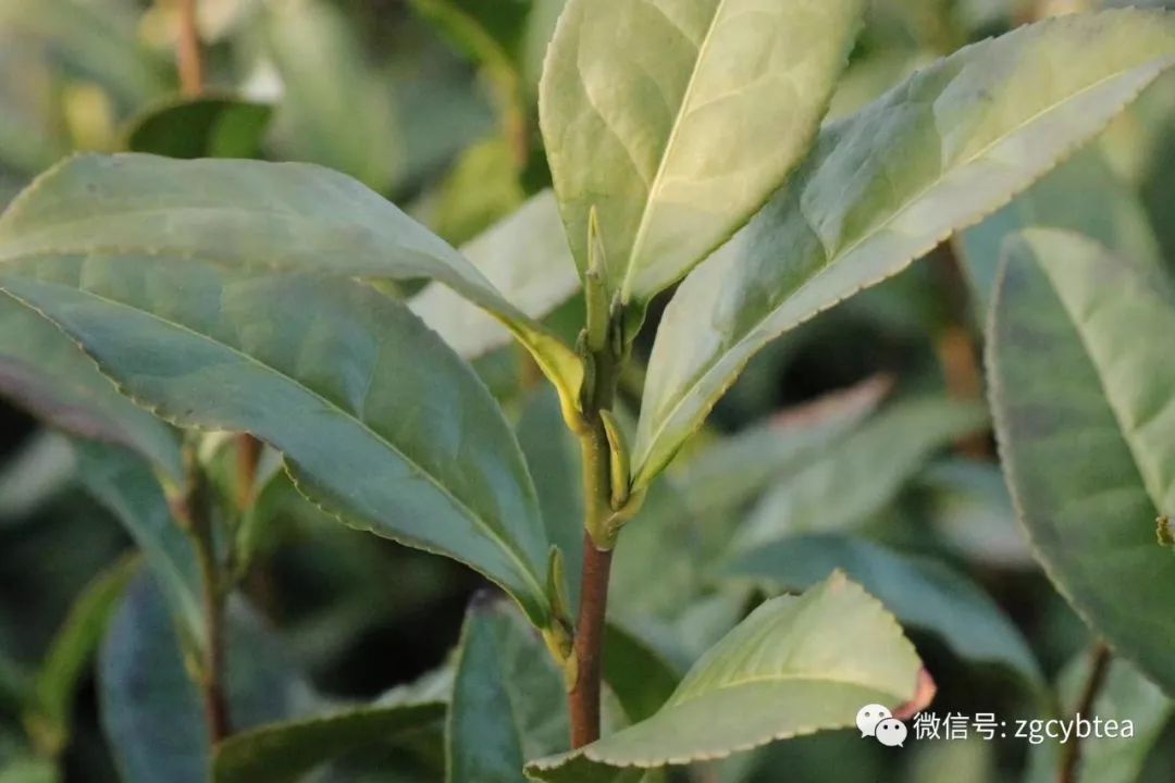 易武小树开采,老班章/昔归/冰岛未萌芽,居然就有了"权威"春茶价?