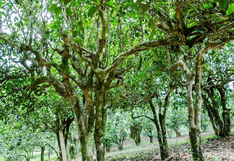 这或许是所有喝普洱茶的人都想知道的8个关于普洱茶的问题