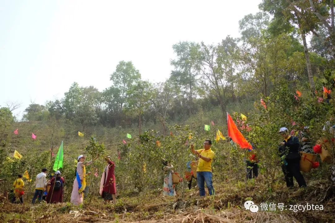 茶界香格里拉-传说中的曼松到底长什么样?图文揭秘长在森林中的古茶园