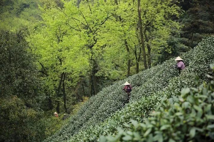 如何喝到一杯正宗的西湖龙井？记住五个绝招，缺一不可！