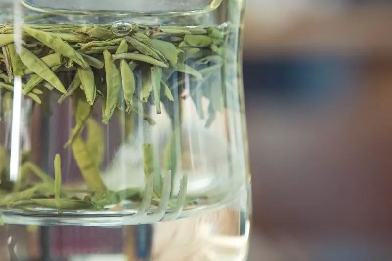一口气泡了17款绿茶,验证是否只有龙井才能在茶汤中倒立?