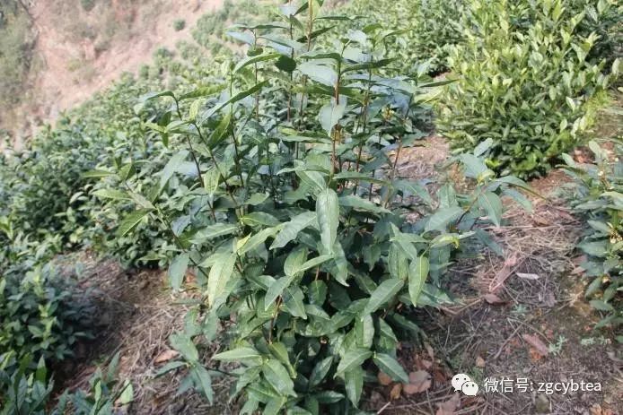你现在到手的龙井春茶可能是假的！即时播报12大茶产区春茶产情
