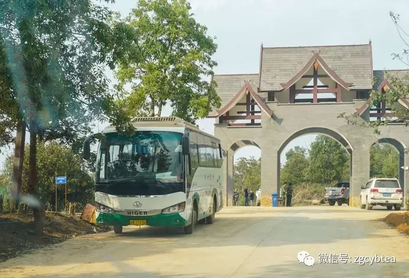 他们把班章村挤成菜市场，将易武堵成帝都，用生命演绎茶山怪象！