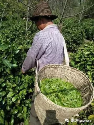 你现在到手的龙井春茶可能是假的！即时播报12大茶产区春茶产情