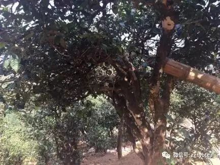 你现在到手的龙井春茶可能是假的！即时播报12大茶产区春茶产情
