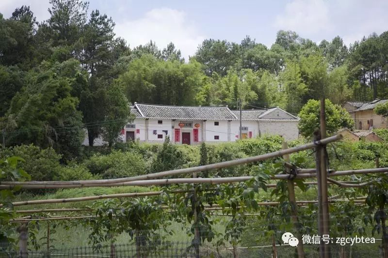 全国2862个县中它毫不起眼,却用牛肉丸和白溪茶氤氲了客家山乡梦