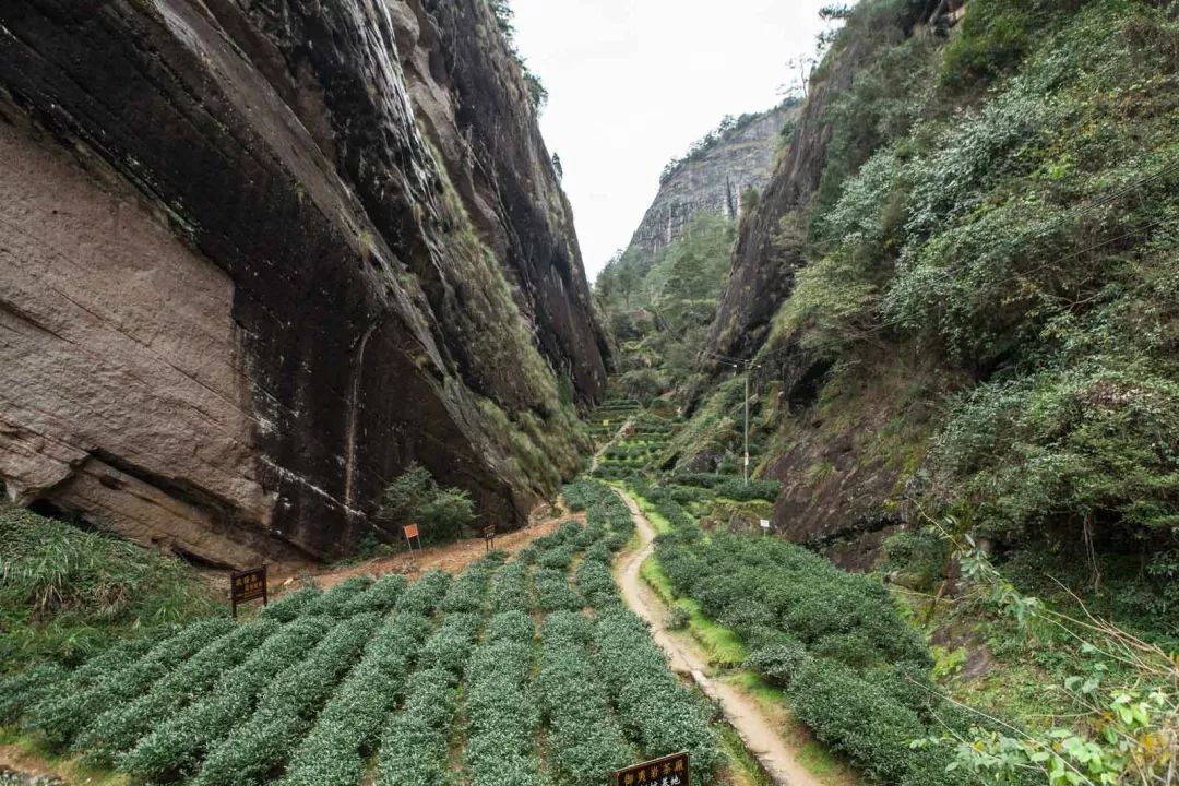 茶叶拼配：现代茶企的核心机密，得此技者得天下？六位制茶大师为你详解