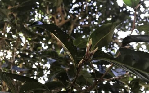 易武小树开采,老班章/昔归/冰岛未萌芽,居然就有了"权威"春茶价?