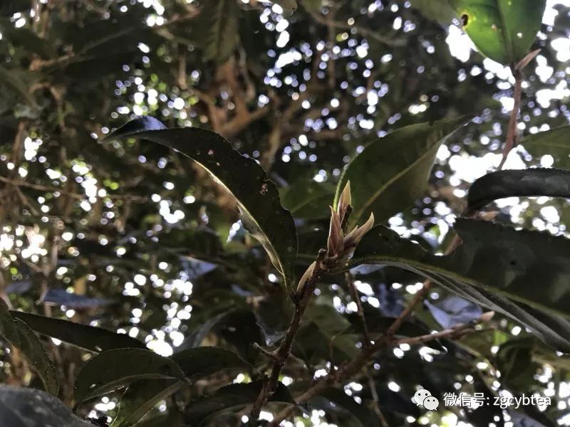 易武小树开采,老班章/昔归/冰岛未萌芽,居然就有了"权威"春茶价?