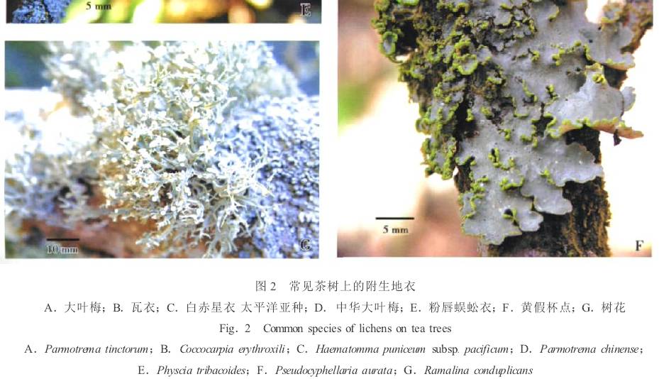 有人多花30%的钱,就为买树上长苔藓的茶,专家:那是茶树病害