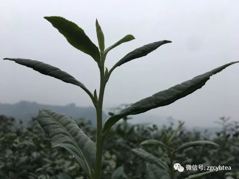 易武小树开采,老班章/昔归/冰岛未萌芽,居然就有了"权威"春茶价?
