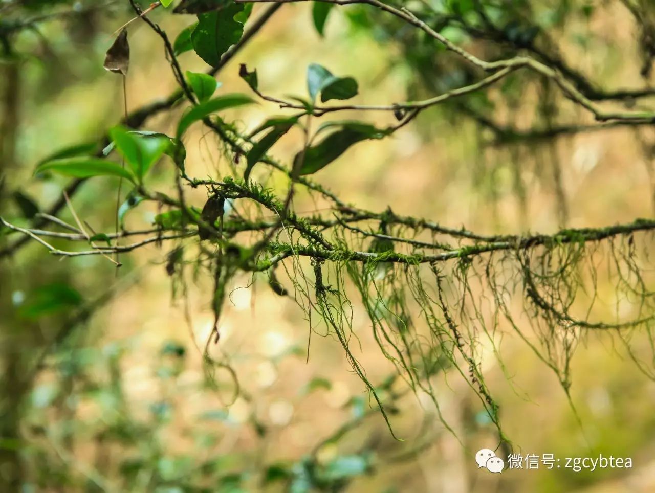 武夷岩茶中那些多不胜数的品种名到底啥意思?我们来给你翻译翻译