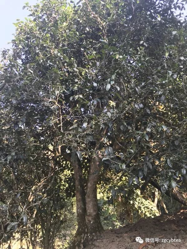 易武小树开采,老班章/昔归/冰岛未萌芽,居然就有了"权威"春茶价?