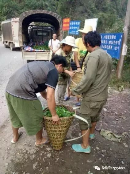 你现在到手的龙井春茶可能是假的！即时播报12大茶产区春茶产情
