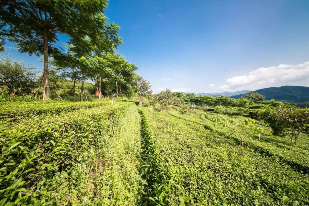 茶叶拼配：现代茶企的核心机密，得此技者得天下？六位制茶大师为你详解