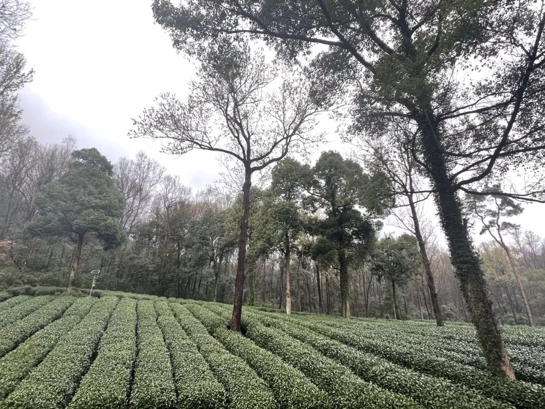 灵魂拷问：为什么西湖边的茶树还没开采，你朋友圈的西湖龙井就到货了？