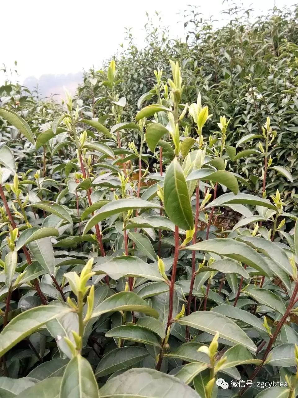 你现在到手的龙井春茶可能是假的！即时播报12大茶产区春茶产情