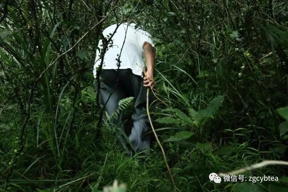 这是一个来自台湾的野放茶生存样本
