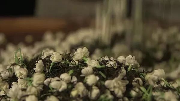 把茉莉跟茶凑一起就成了茉莉花茶?真正的花茶工艺可能是花半辈子都学不会的绝技!
