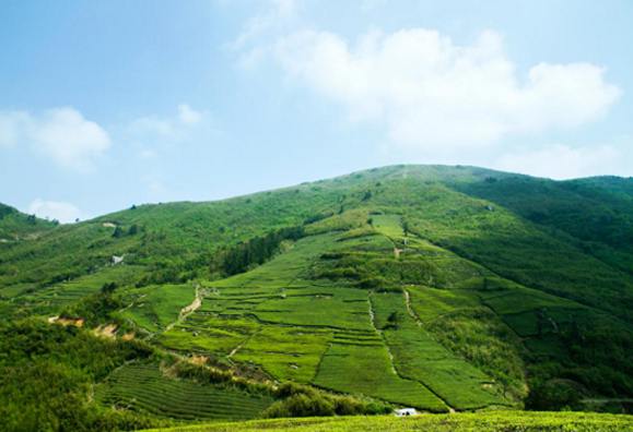 茶人欢度国庆指南——茶香熏得游人醉，享受一场金秋浪漫茶乡之行吧！