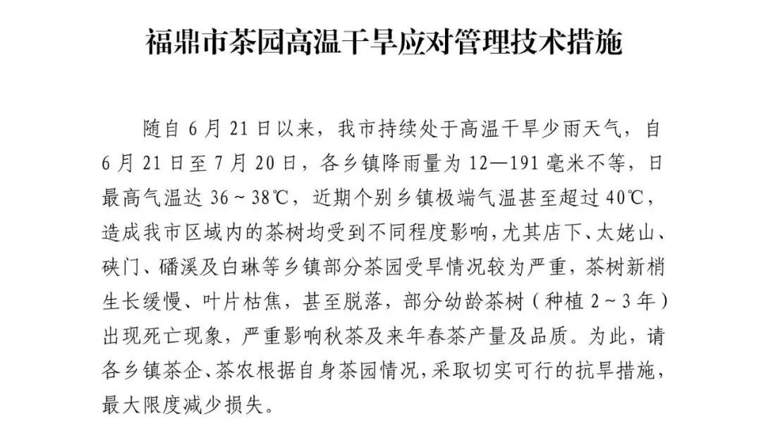 热！多地茶区面临高温天气，往后一年茶叶价格再翻一番？
