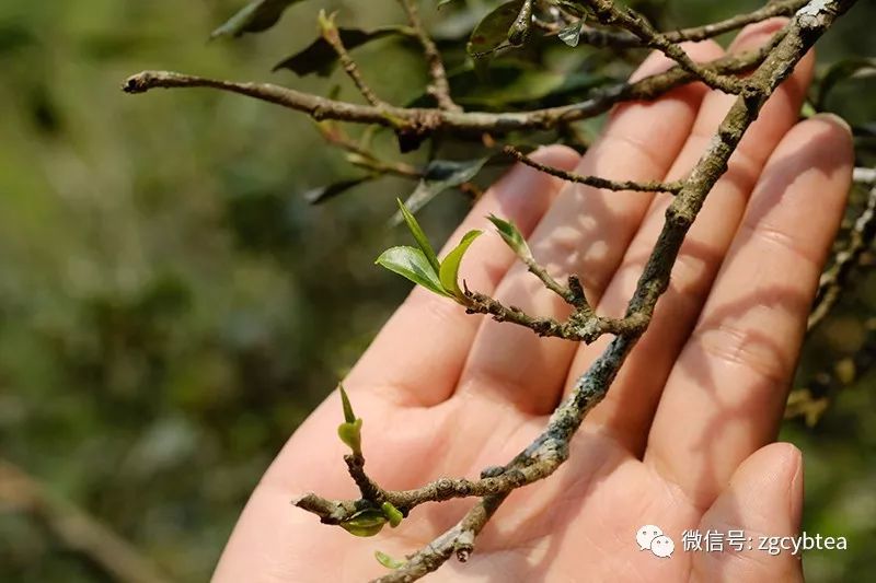 你喝过普洱新贵“猫耳朵”吗?这里有关于“猫耳朵”史上最全专业解读!