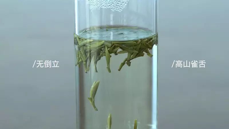 一口气泡了17款绿茶,验证是否只有龙井才能在茶汤中倒立?