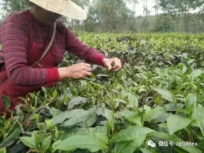 你现在到手的龙井春茶可能是假的！即时播报12大茶产区春茶产情